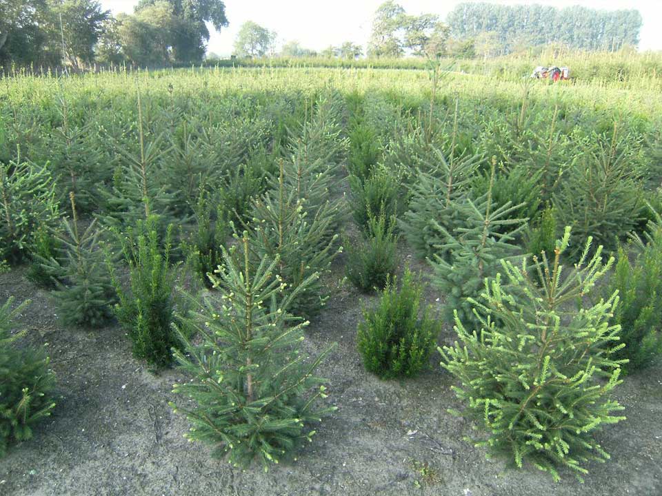 Verschillende maten kerstbomen vind u bij boomkwekerij van de Grift in Doorn