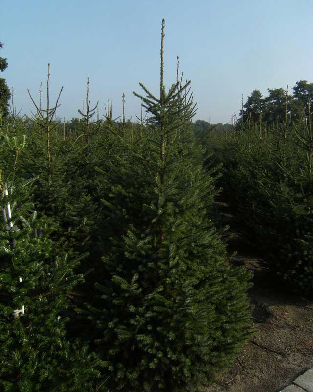 Kerstbomen vind u bij Boomkwekerij van de Grift in Doorn